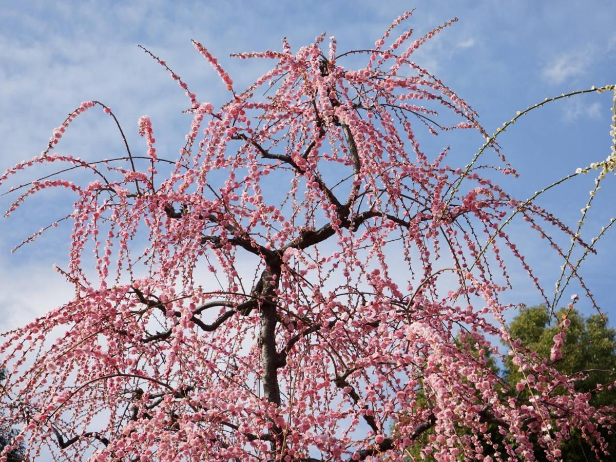 Vila Japaning Senkyu Kjóto Exteriér fotografie