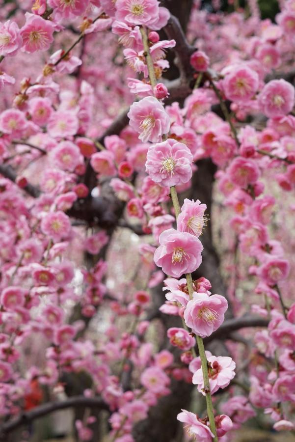 Vila Japaning Senkyu Kjóto Exteriér fotografie